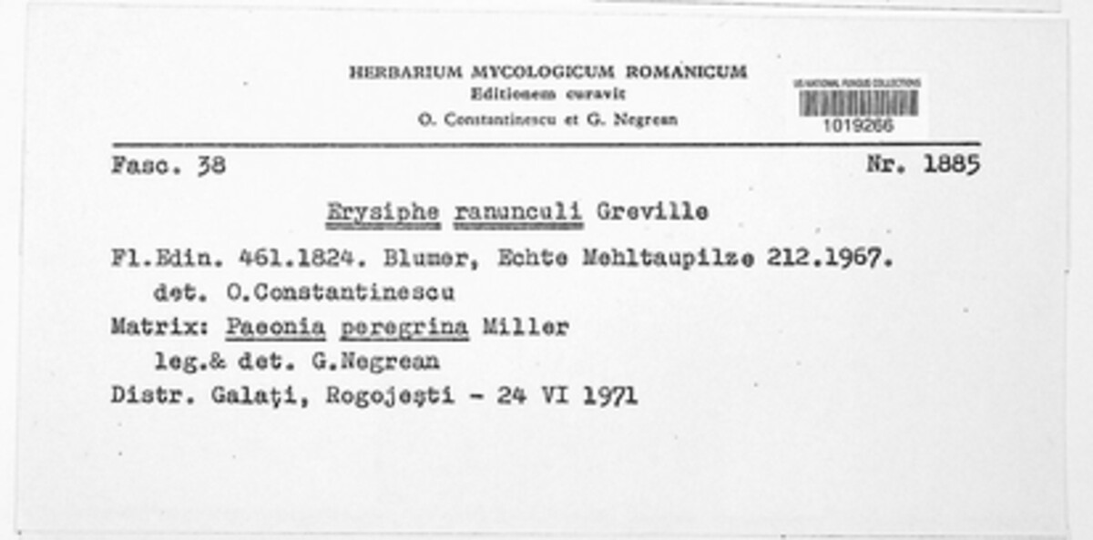 Erysiphe aquilegiae image